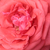 Portocaliu - Trandafir pentru straturi Grandiflora - Floribunda - Duftwolke®